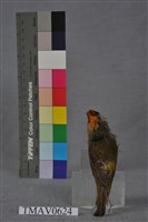 火冠戴菊鳥藏品圖，第5張